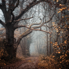 Autumn - Priroda - 