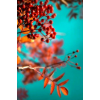 Autumn - Moje fotografie - 