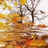 Autumn - 背景 - 