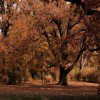 Autumn - Fundos - 
