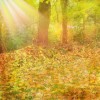Autumn - Pozadine - 
