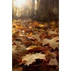 Autumn - Мои фотографии - 