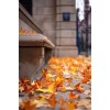 Autumn - Mis fotografías - 