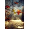Autumn - Мои фотографии - 
