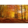 Autumn - Minhas fotos - 