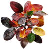 Autumn - Plants - 
