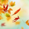 Autumn - Narava - 