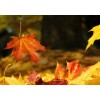Autumn - Natureza - 