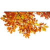 Autumn - Uncategorized - 