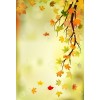 Autumn background - Fondo - 