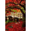 Autumn bridge - Ilustracje - 