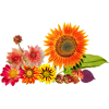 Autumn flowers - Rastline - 