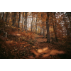 Autumn forest - 背景 - 