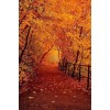Autumn forest road - Natureza - 