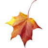 Autumn leaf - Ilustracje - 