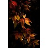 Autumn leaves - Natureza - 