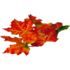 Autumn leaves - Biljke - 