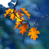 Autumn photo - Uncategorized - 