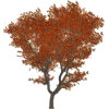 Autumn tree - Ilustracje - 