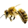 BEE - Животные - 