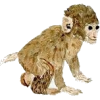 Baby monkey - Animals - 