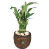 Lucky Bamboo Plant - Ilustracje - 