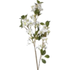 Baby’s breath Flower - Rastline - 