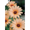 Background Flower - Sfondo - 