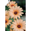 Background Flower - Hintergründe - 