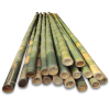 Bamboo - Rastline - 