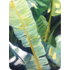 Banana plant leaves - Illustrations - 