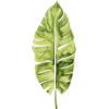 Bananas Leaf - Rascunhos - 