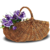Basket - Fruit - 