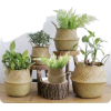 Basket with plants - Articoli - 