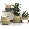Basket with plants - 饰品 - 