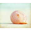 Beach shell - Nature - 