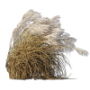 Beach Grass - 自然 - 