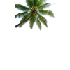 Beach Palm Tree - Fondo - 