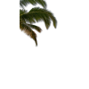 Beach Palms - Nature - 