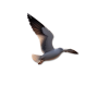 Beach Seagulls - Nature - 