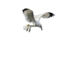 Beach Seagulls - Nature - 