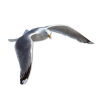 Beach Seagulls - 自然 - 