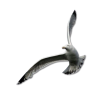Beach Seagulls - Nature - 