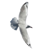 Beach Seagulls - Природа - 