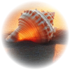Beach Shell - Natural - 