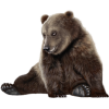 Bear - 動物 - 