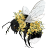Bee - Ilustrationen - 