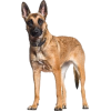 Belgian Malinois - Živali - 