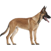 Belgian shepherd - Animali - 