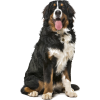 Bernese Mountain Dog - 动物 - 